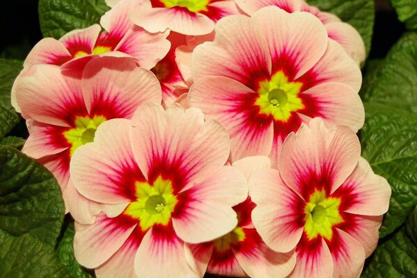 Fiori di primula rosa con centro giallo