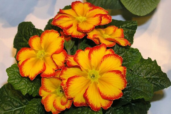 Beautiful yellow primrose flowers