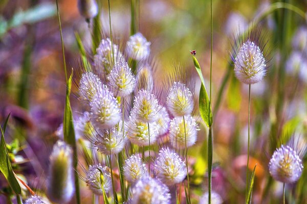 Frühlingsblumen in der Natur