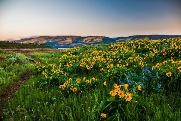 Flores amarillas que crecen en prados de montaña