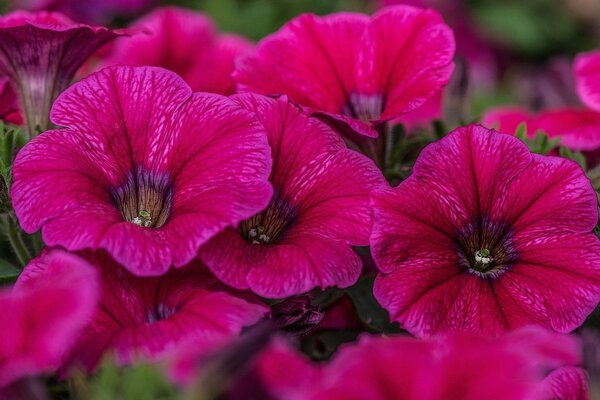 Fleurs de pétunia rose en forme de cloches