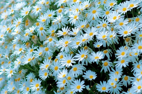 Viele weiße Gänseblümchen in Nahaufnahme