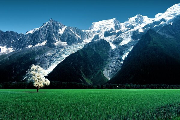 Einsamer Baum vor dem Hintergrund der schneebedeckten Berge