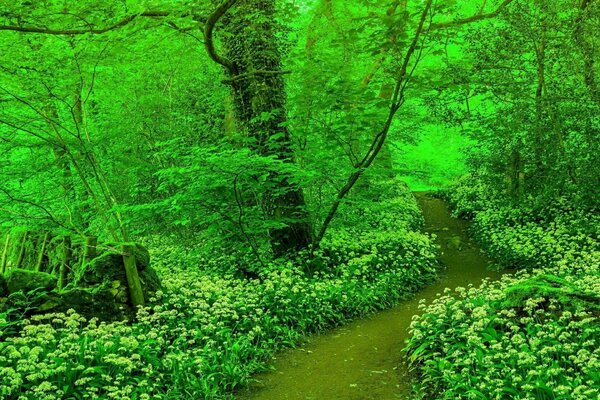 Route dans la forêt de couleur verte