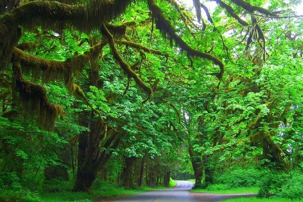 The road into the distance. Beautiful green forest