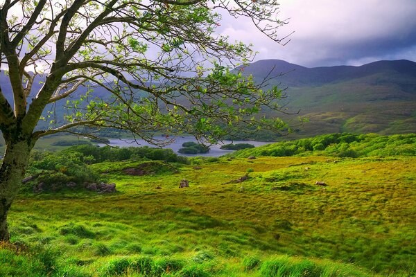 Sonne streut Nebel in Irland