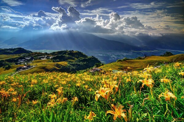 A field of yellow flowers in the mountains