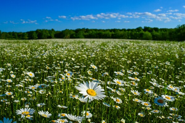 In summer, a field of daisies against a blue sky