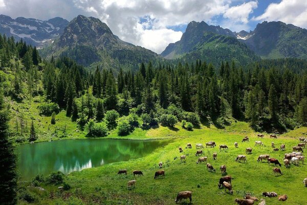 Alpine landscape with grazing cows