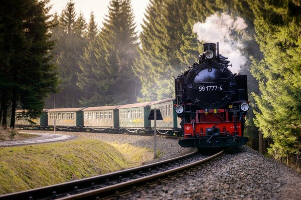 Voyage en train à travers la forêt chic