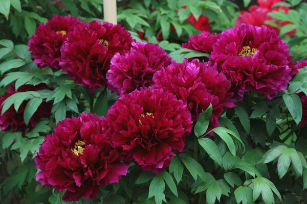 Pivoines Bordeaux éponge dans le feuillage vert