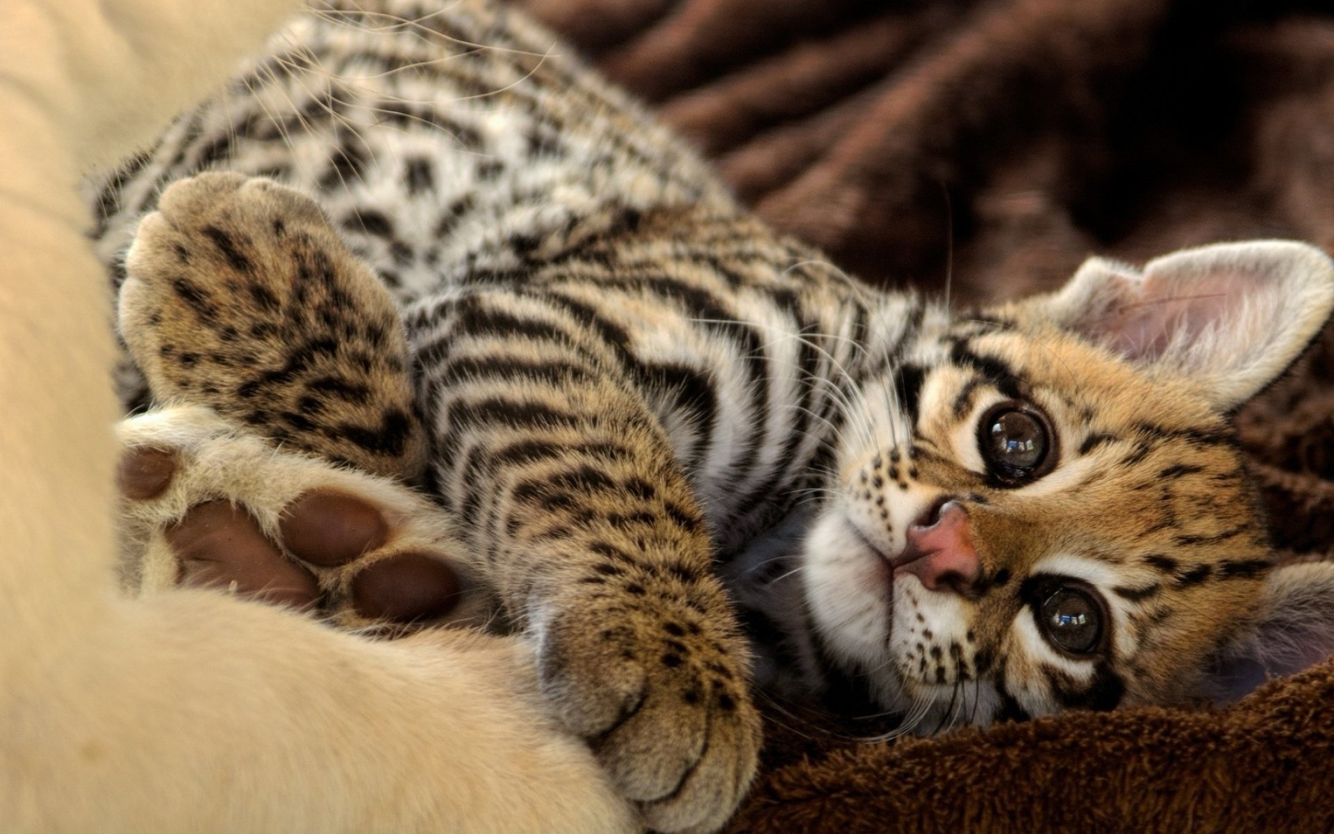 gattino peloso sguardo leopardo