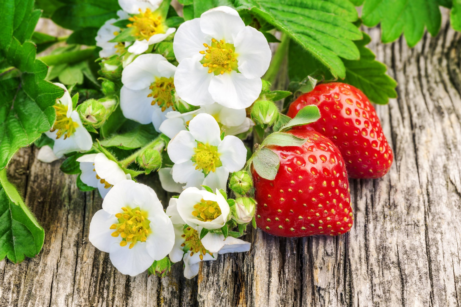 fiori fragole estate bacche delizioso