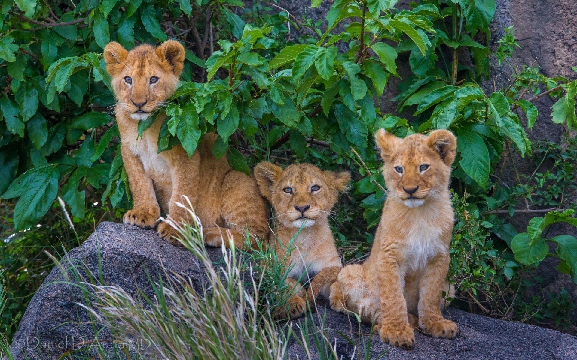 lions pride lionceaux nature