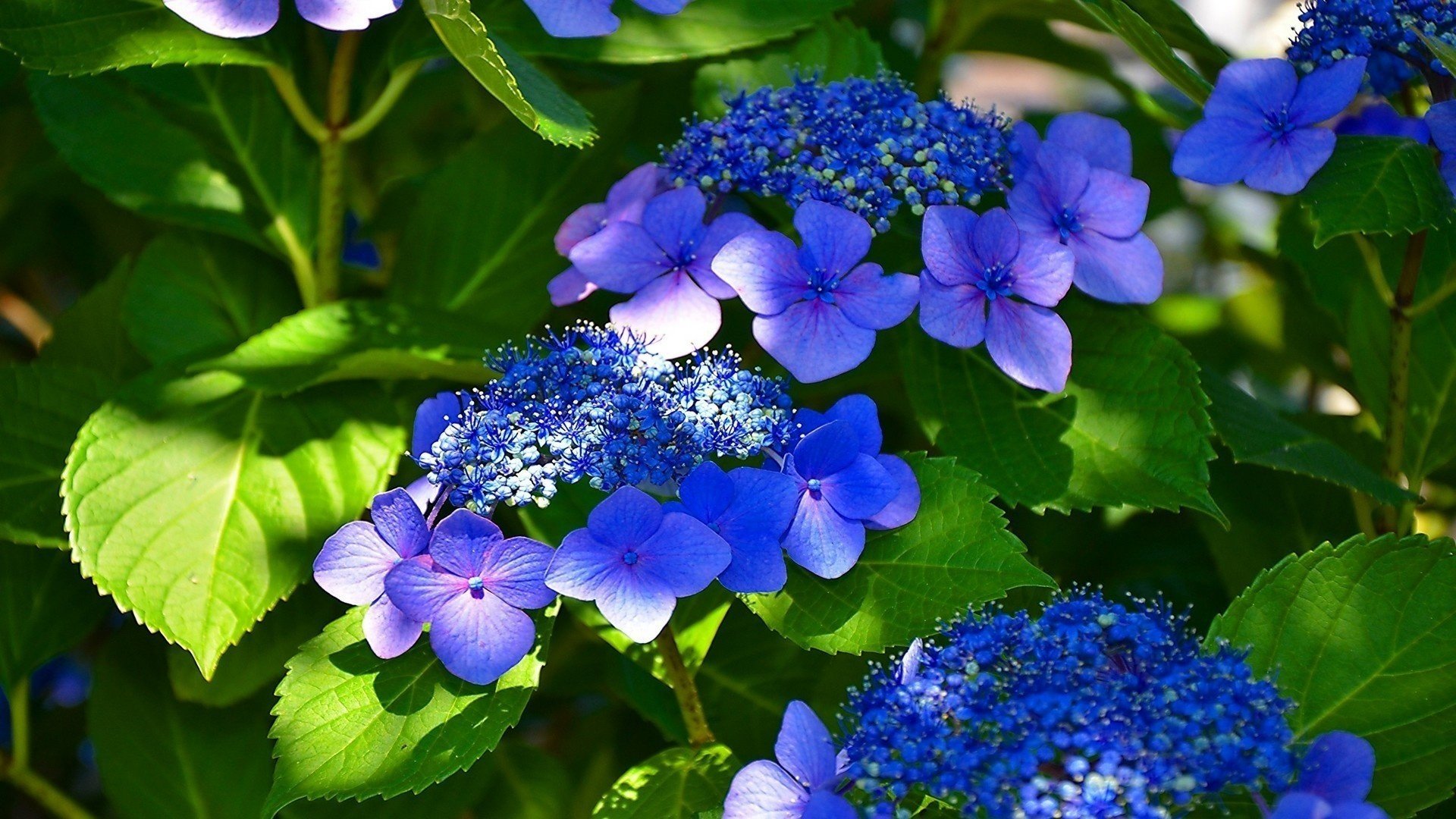 blue flowers beautiful