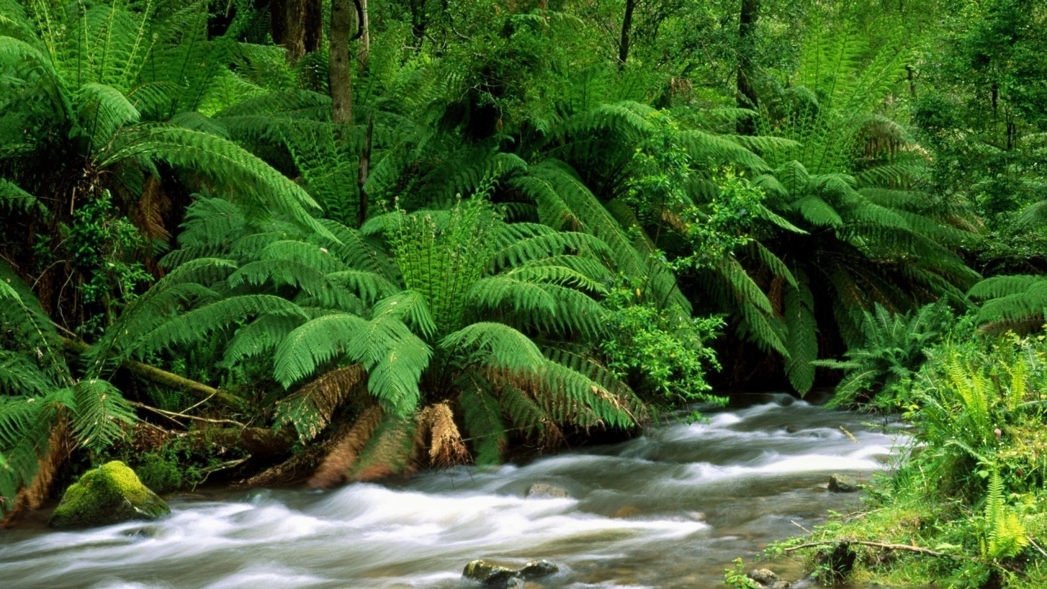 helechos paisaje río