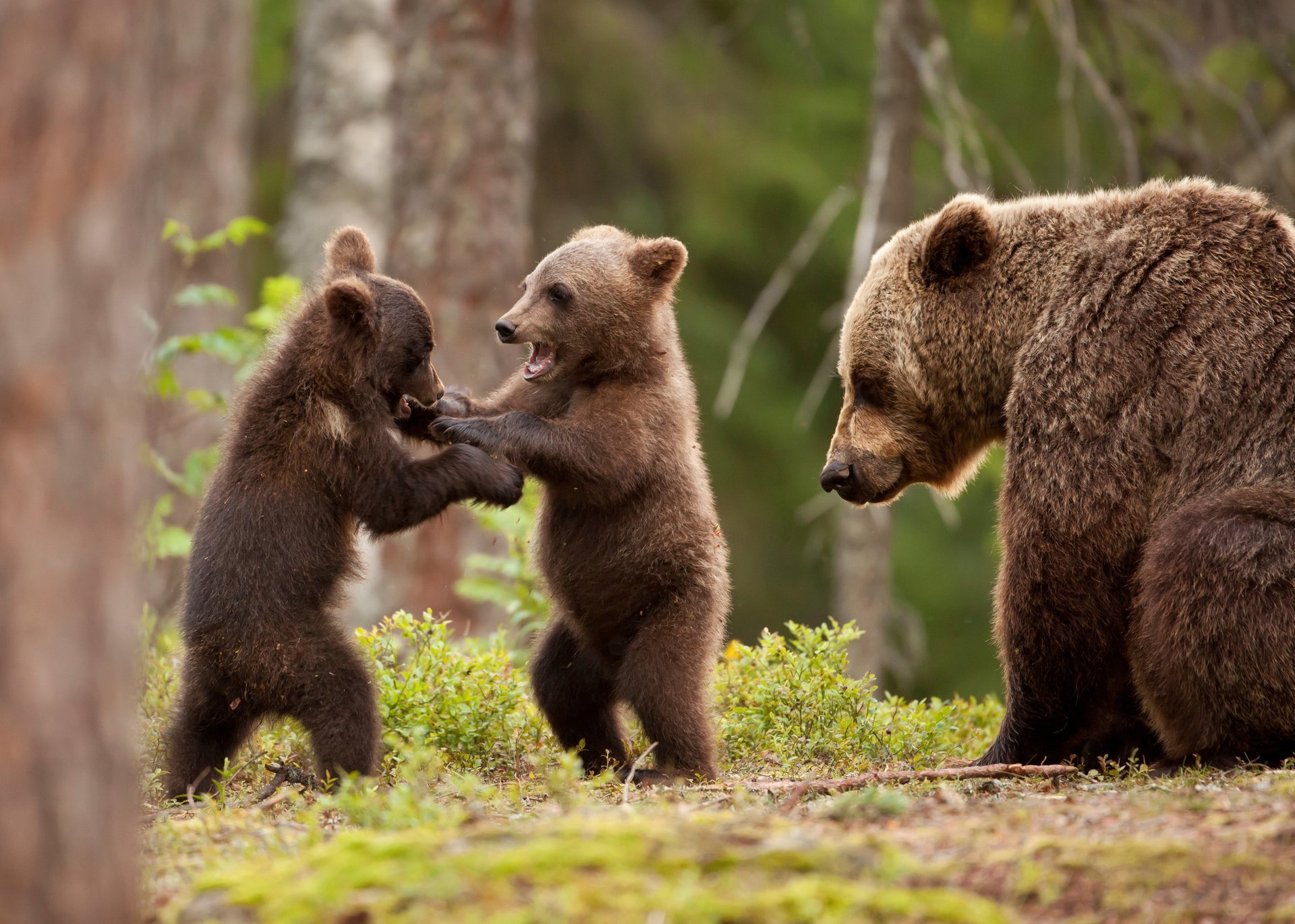 forêt ours oursons