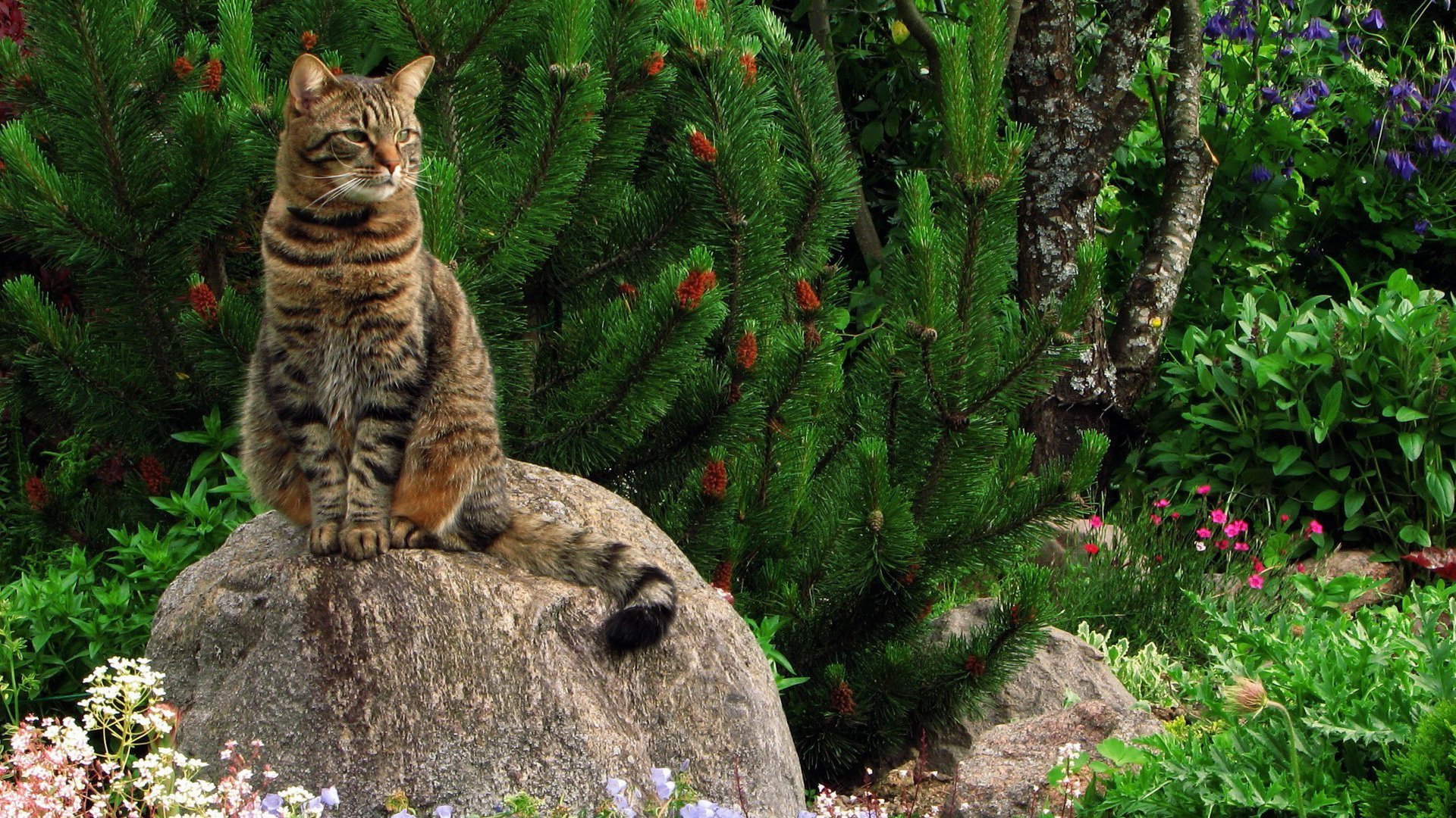 katze gestreift schnurrbart