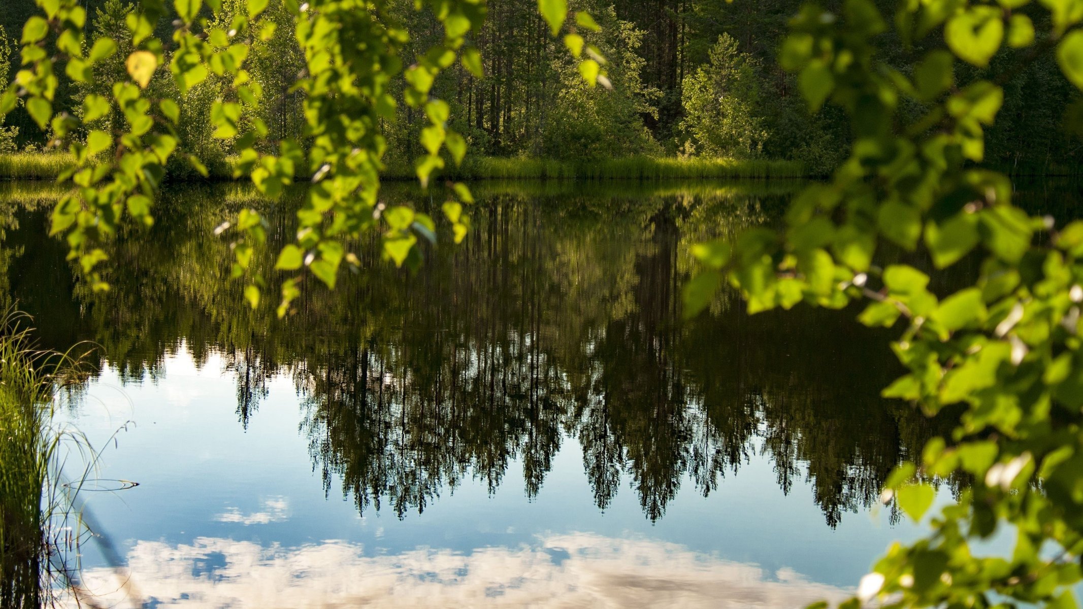 bosque lago verano