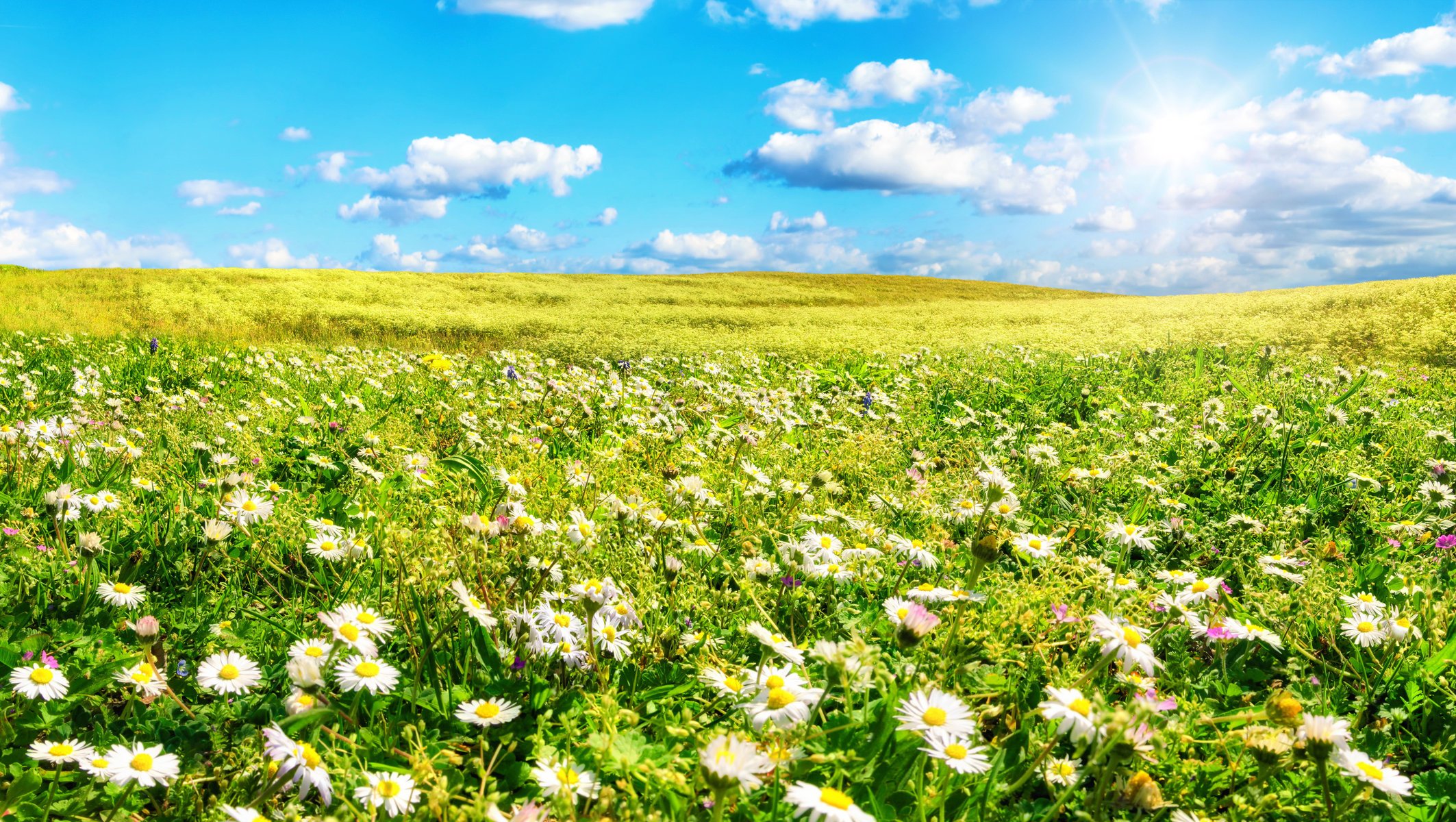 flores verano campo hierba margaritas cielo sol nubes