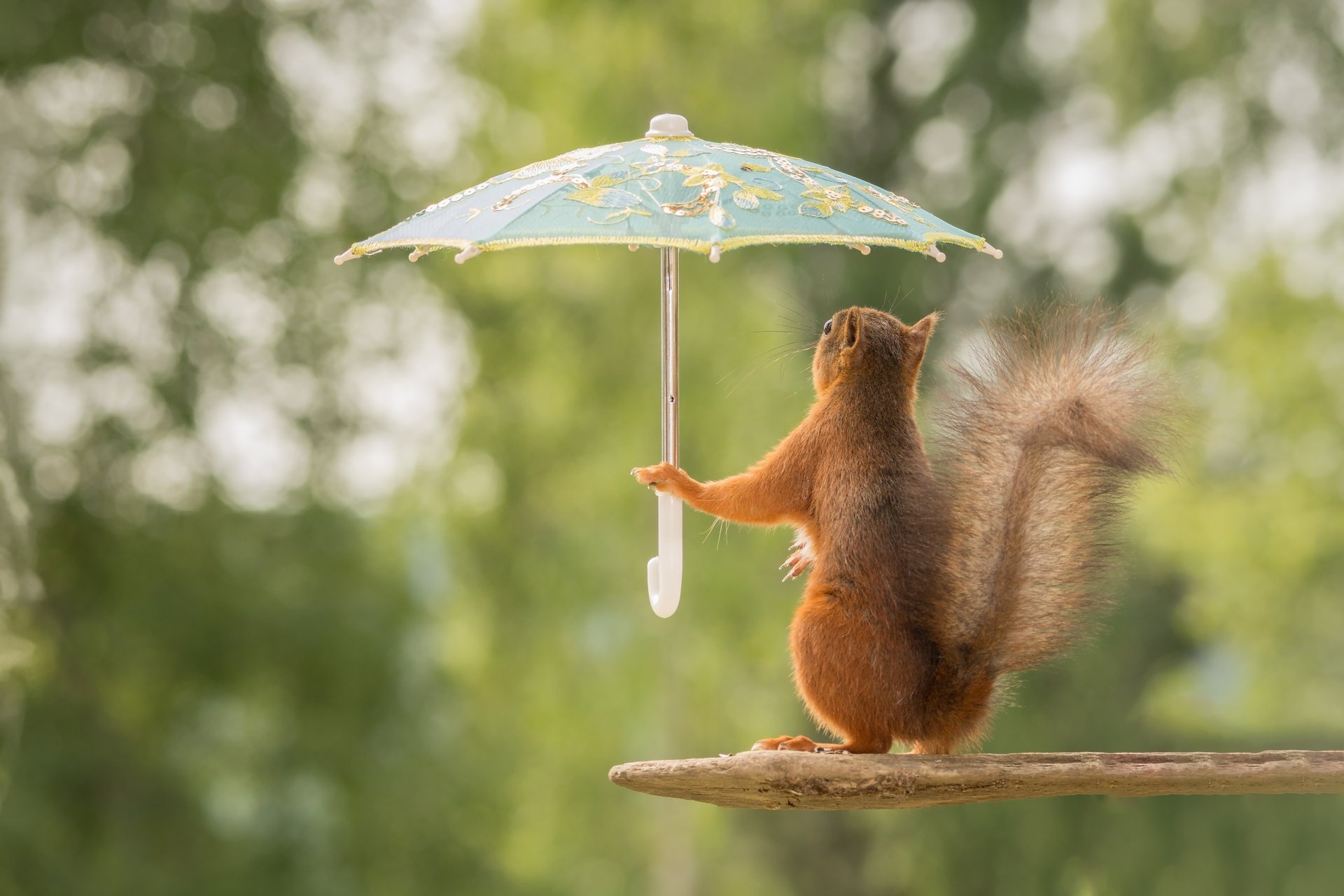 écureuil rousse parapluie