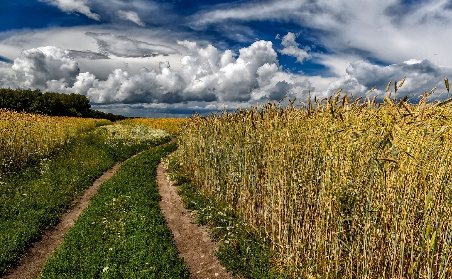 julia lapteva carretera espiguillas verano cielo nubes campo centeno rusia