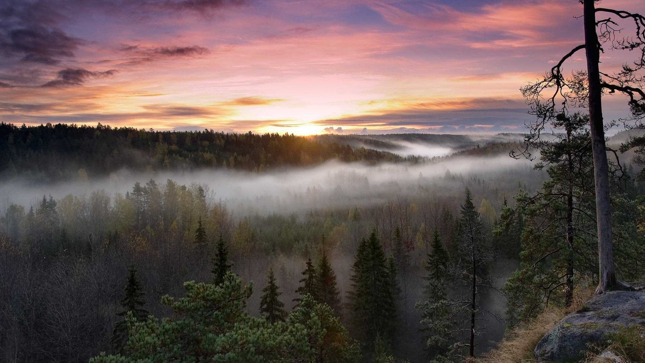 wald nebel sonnenuntergang