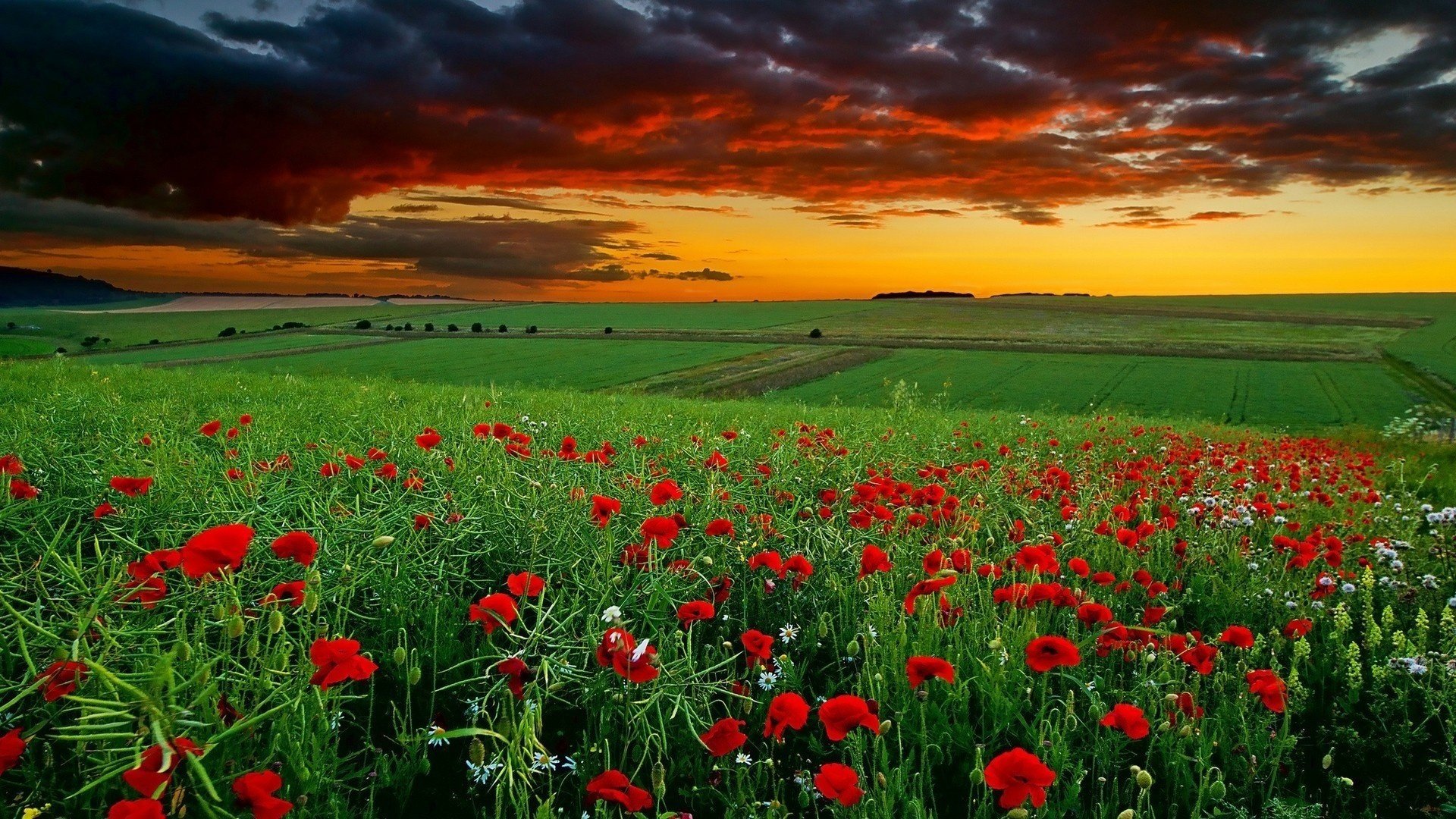 champ de pavot coucher de soleil