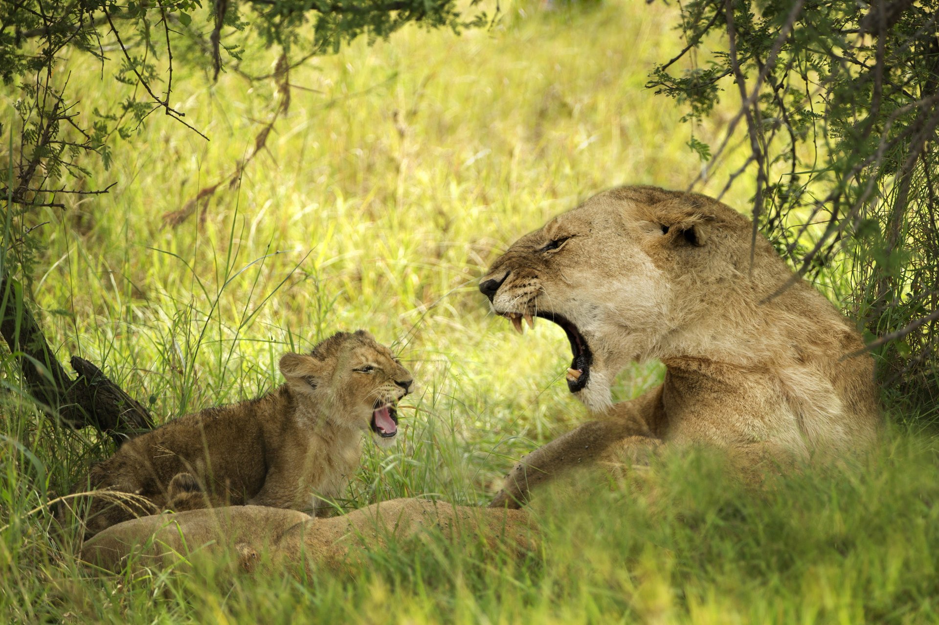 löwen jungtier zwei tiere