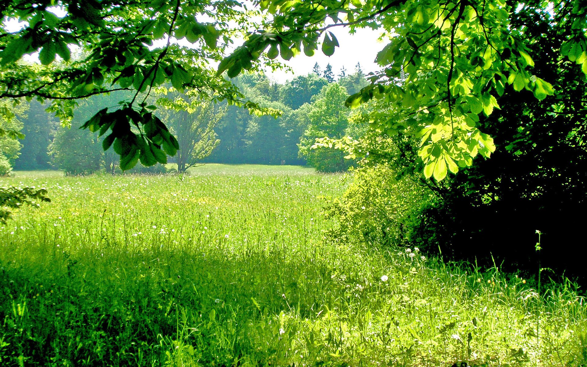 herbe nature champ vert arbres forêt été lumière du soleil