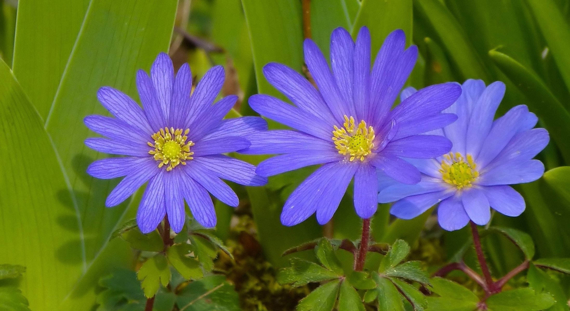 blumen lila windmühlen makro frühling