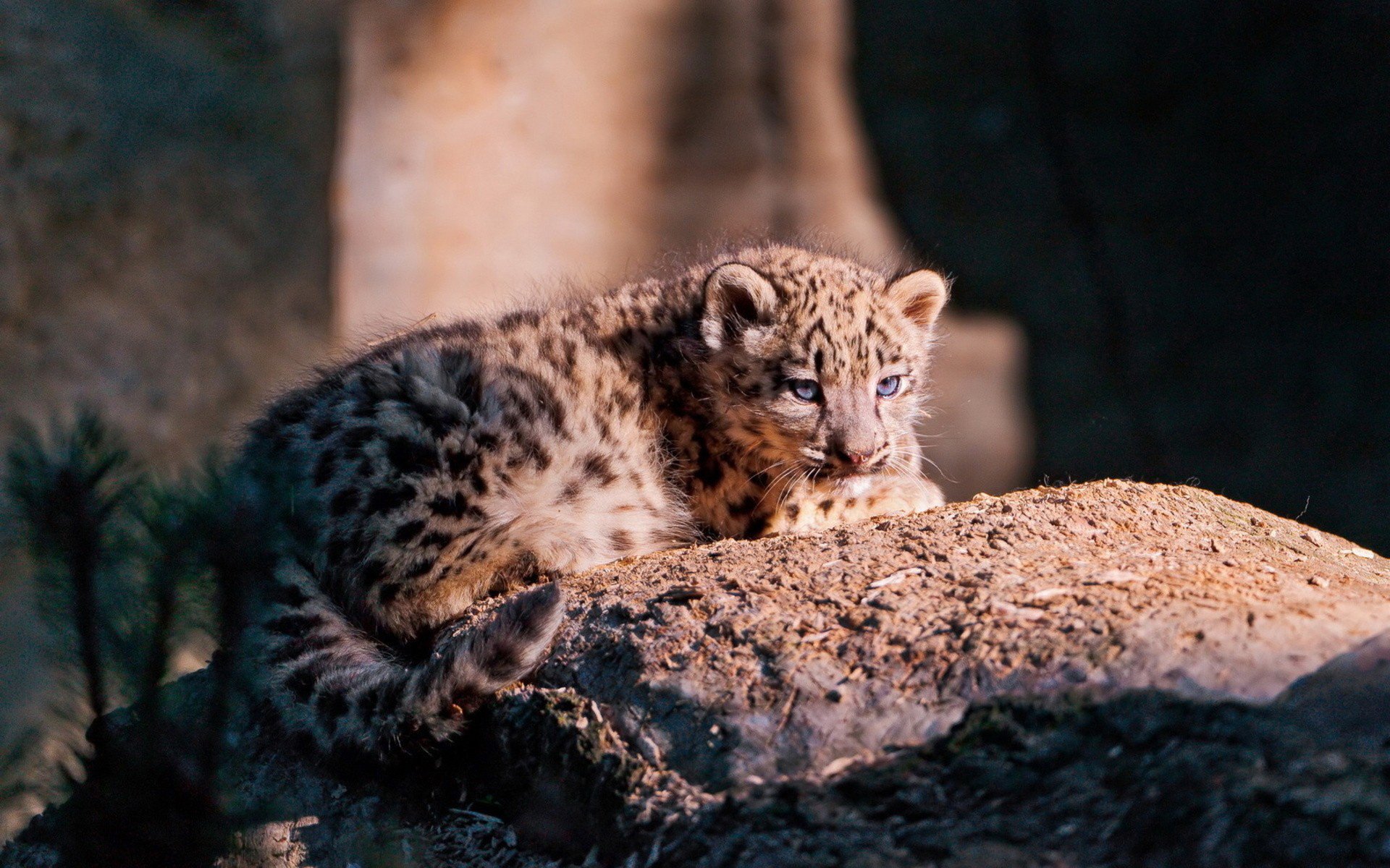 leopard katze