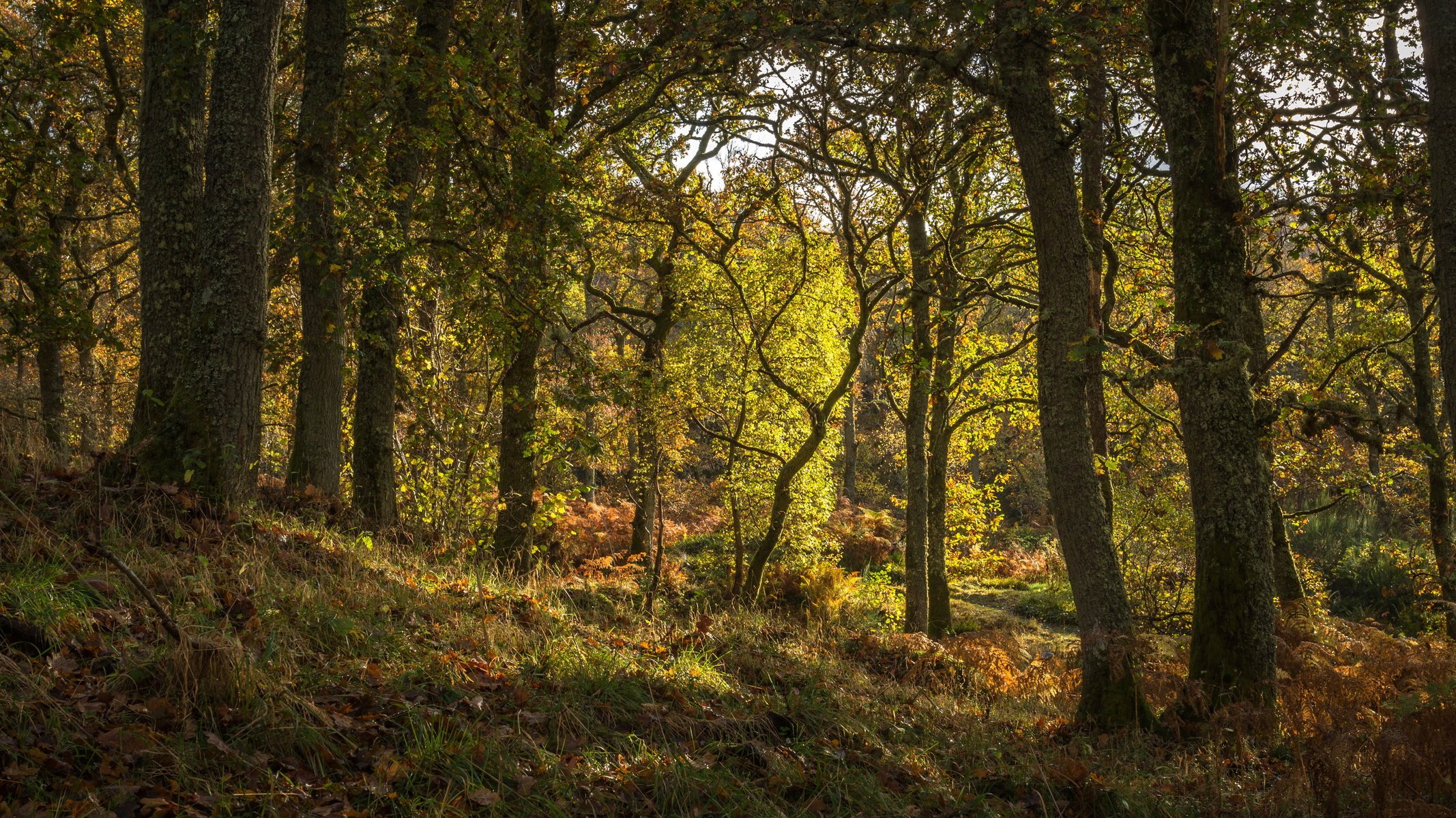 tronco d albero scozia foresta alberi natura