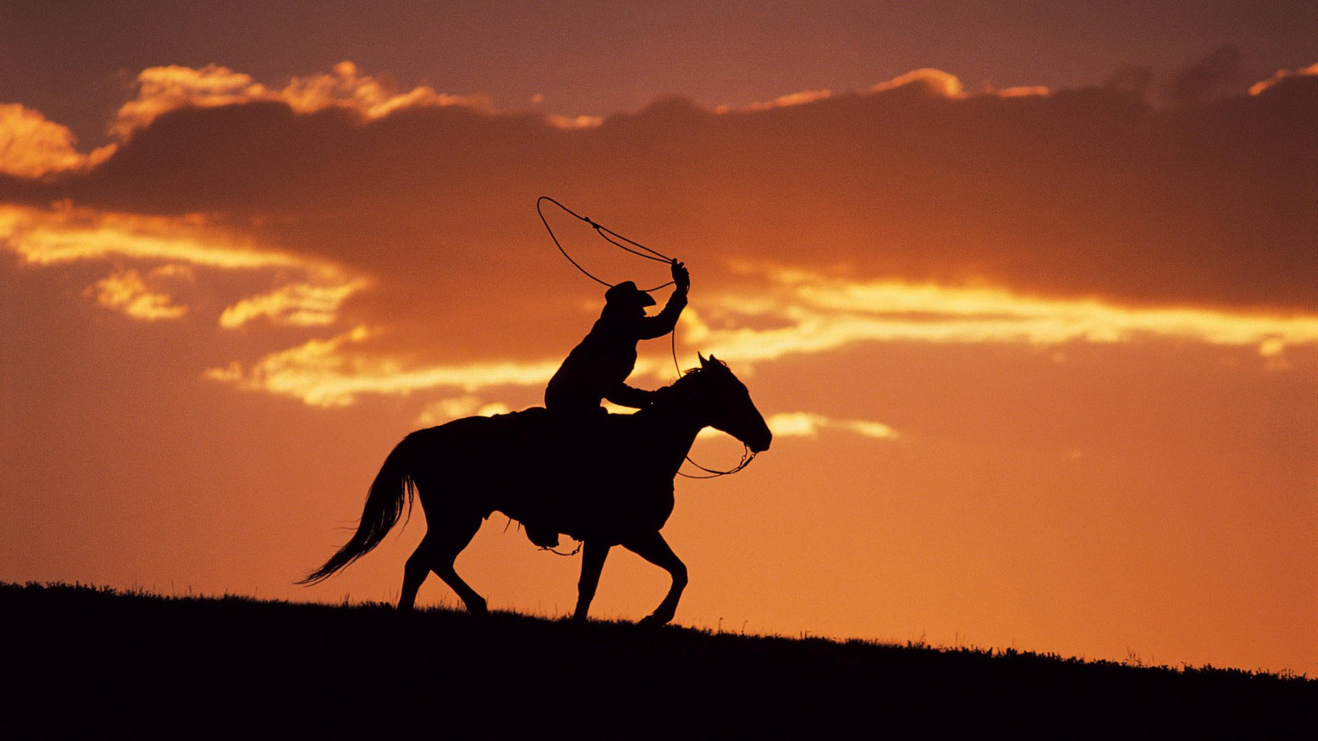 night silhouette cowboy horse lasso