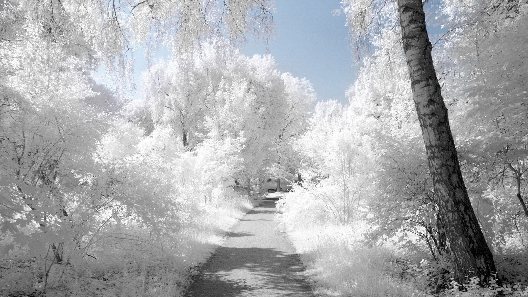 betulla brina neve bianco alberi strada