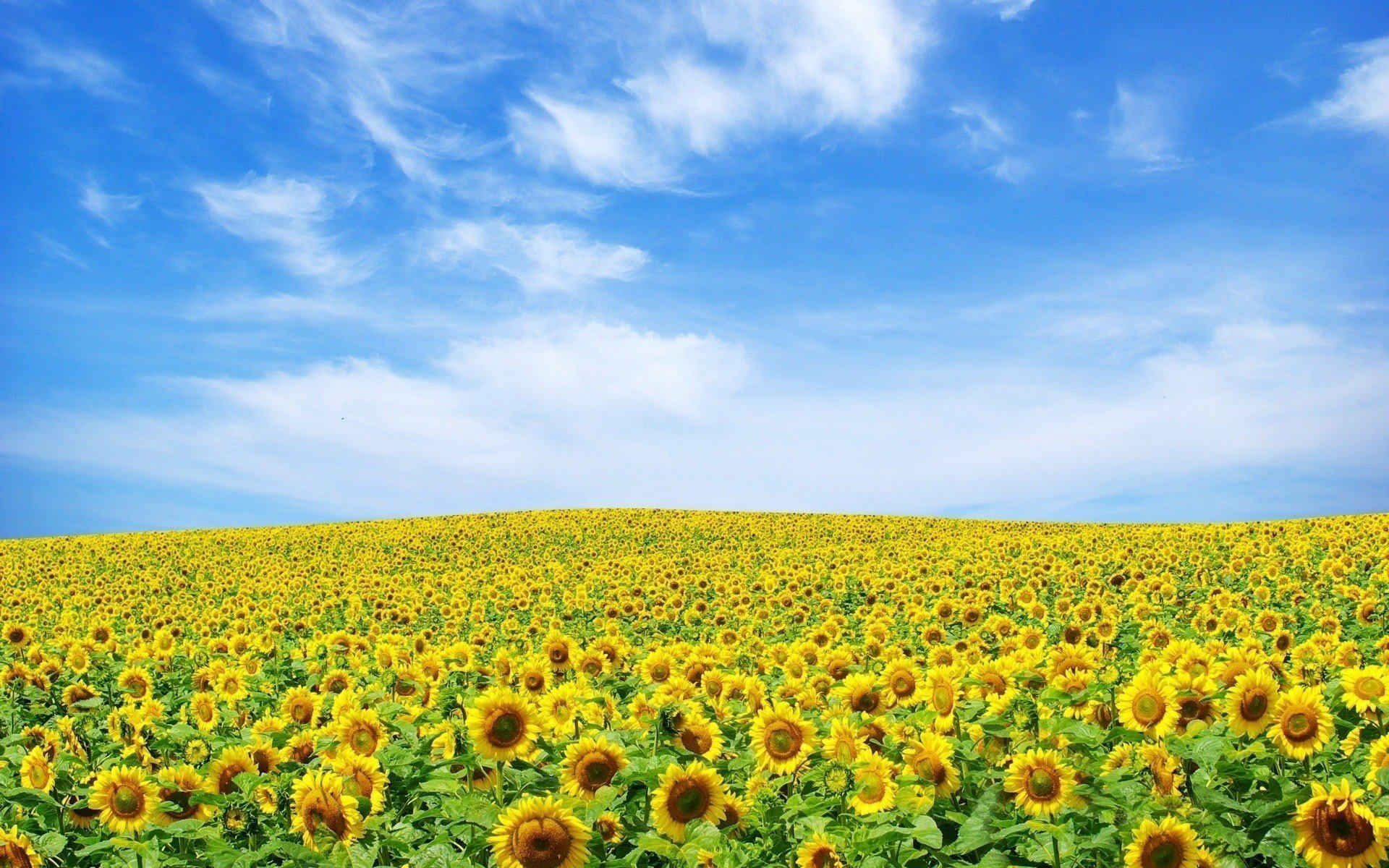 ucrania verano girasoles cielo