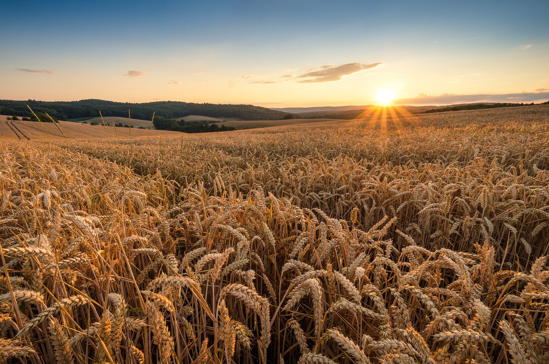 pola pszenica poranek świt natura lato