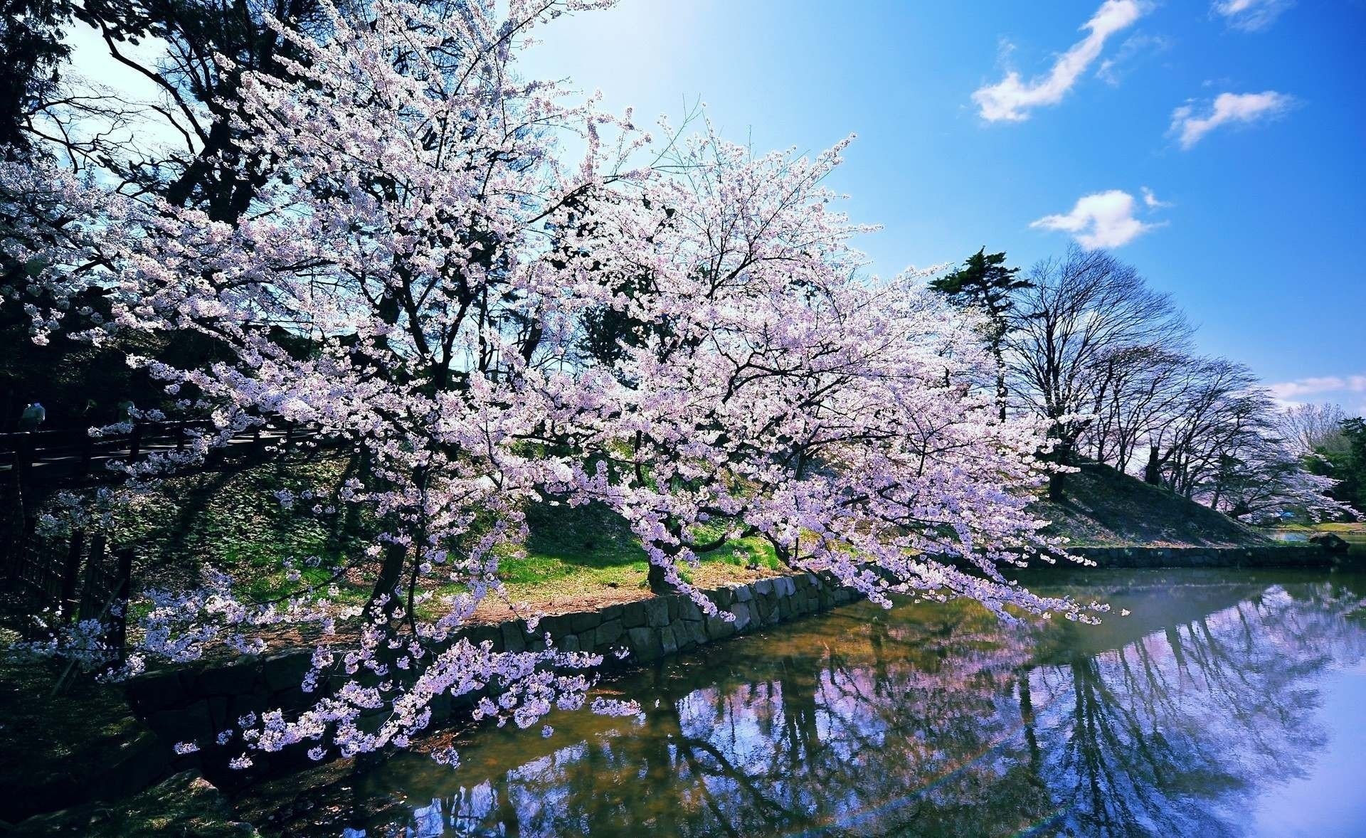 primavera lago floración