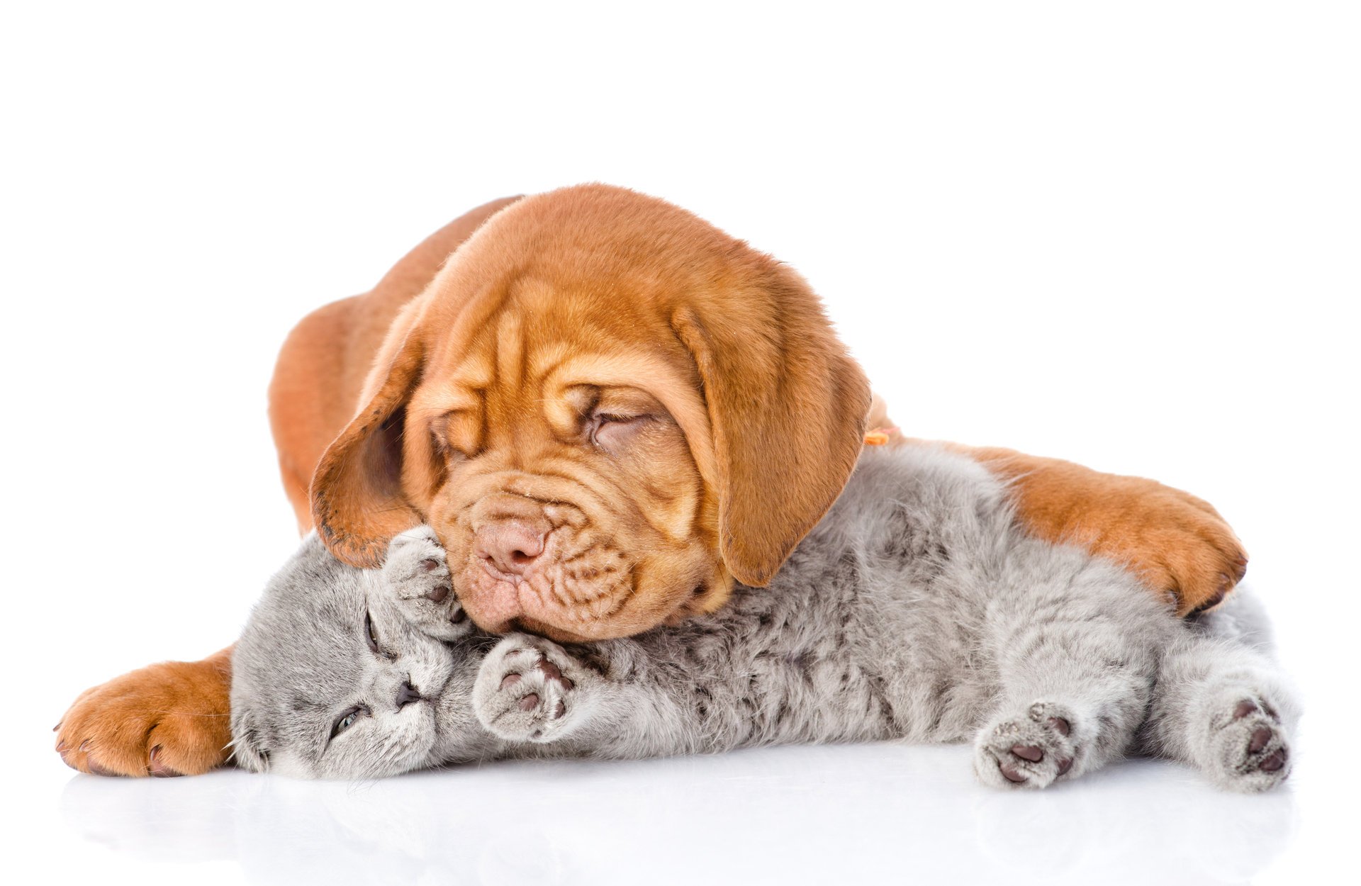 dogue de bordeaux dog cat british photo positive light background