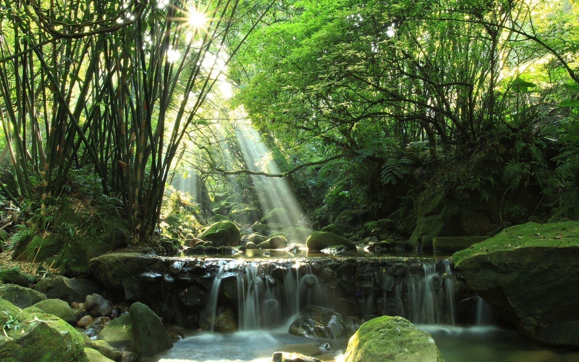 forêt rivière été rayons