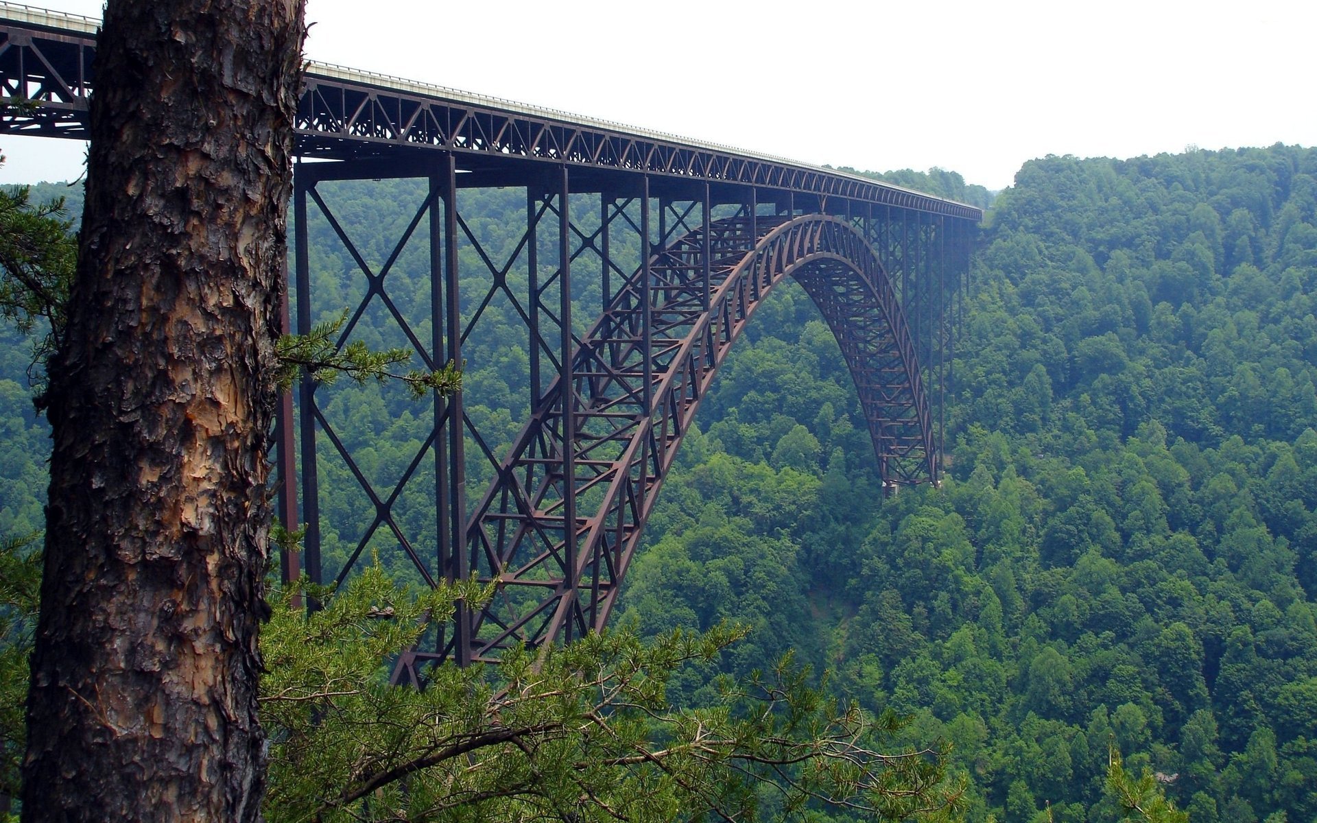 forêt été pont nature