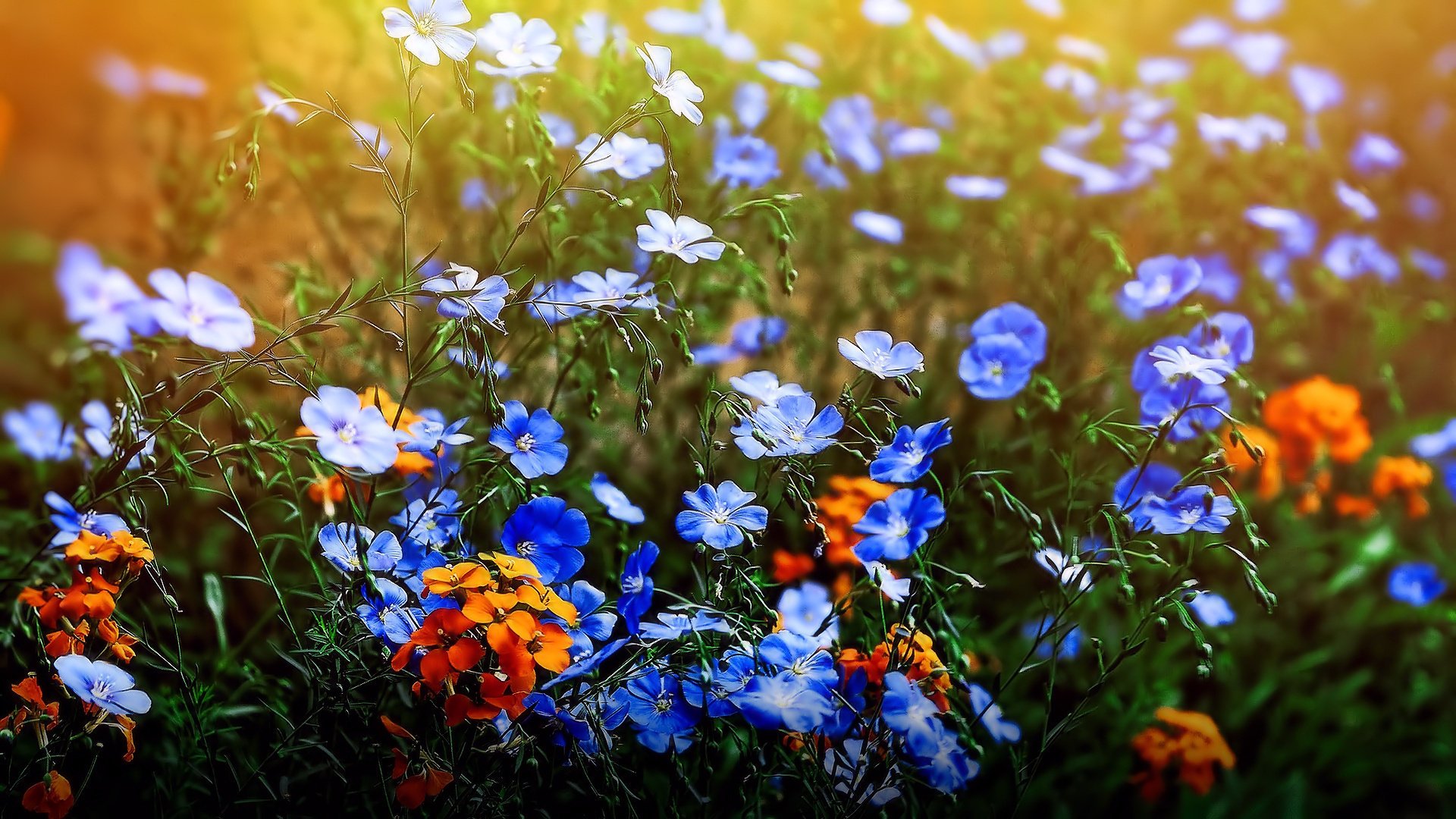 fleurs prairies champ été