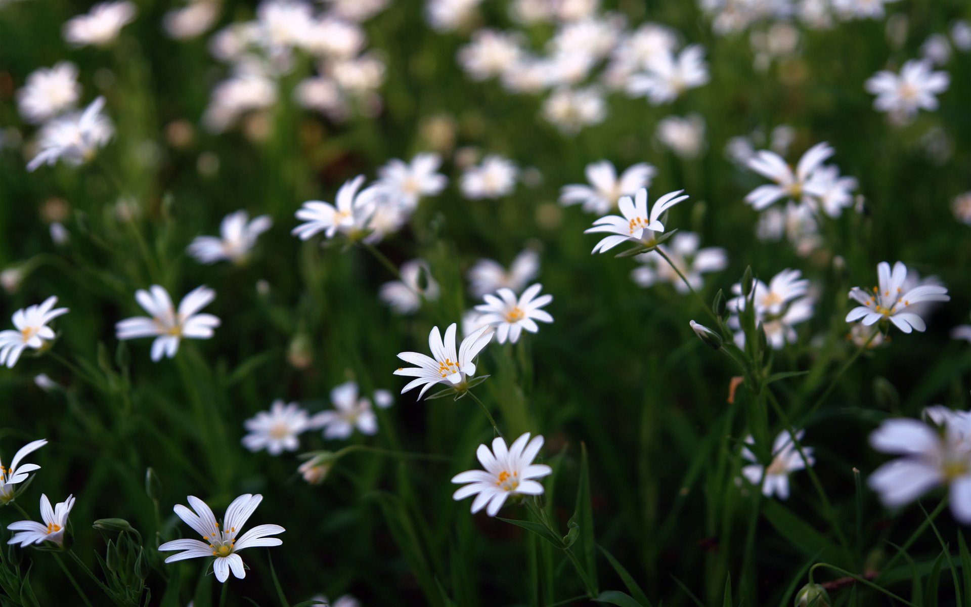 fleurs sauvages marguerites gros plan