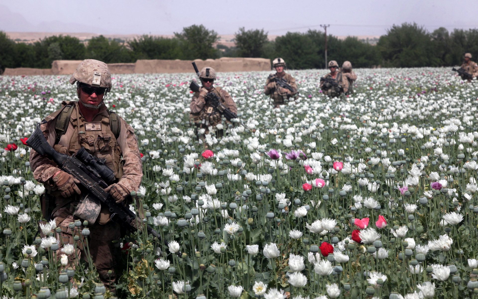 soldaten waffen mohnblumen