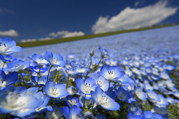 Ein Feld von sanft blauen Farben