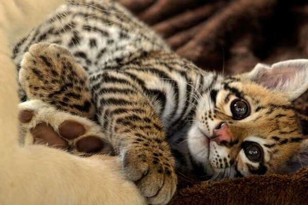 El leopardo peludo se ve increíblemente suave