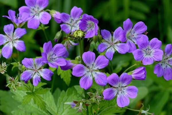 Primi piani di fiori viola