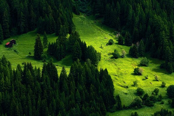 Bâtiments dans la forêt de conifères en été