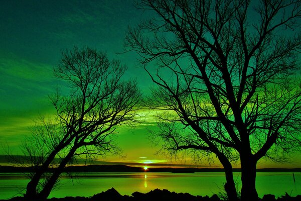 Green sunset through the trees