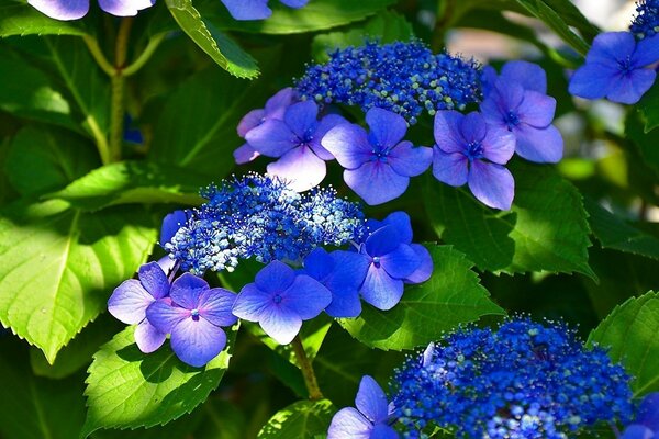 Belles fleurs bleues au printemps